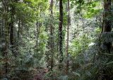 Rainforest