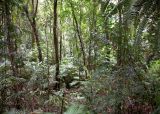 Rainforest