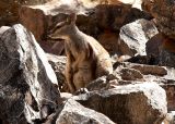 Rock Wallaby