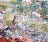 Rock Wallaby eating