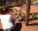 Molly feeds the Dingos