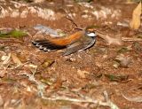 Rufous Fantail