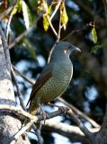 Satin Bowerbird