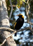 Regent Bowerbird