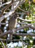 Female Regent Bowerbird