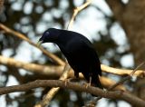 Male Satin Bowerbird