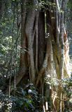 Strangler Fig