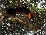 Bush Turkey