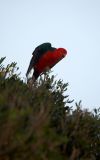 Australian King-Parrot
