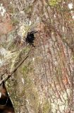Northern Tree Dwelling Funnel Spider
