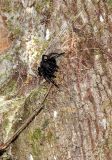 Northern Tree Dwelling Funnel Spider