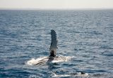 Humpback Whale