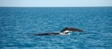 Humpback Whale
