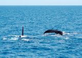 Humpback Whale