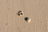 Crab hole