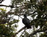 Pidgeon