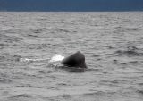 Sperm Whale head