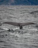 Sperm Whale tail