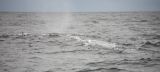 Dusky Dolphins harass Sperm Whale