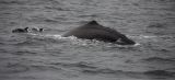 Dusky Dolphins harass Sperm Whale