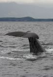 Whale tail