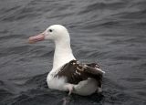 Wandering Albatross