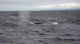 Sperm Whale