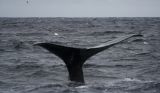 Whale tail