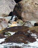 A lone Penguin