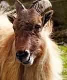 Thar (goat)