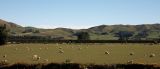 A classic New Zealand scene