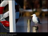 Herring Gull (Sølvmåge / Larus argentatus)