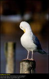 Herring Gull (Sølvmåge / Larus argentatus)