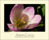 Autumn Crocus (Høst-tidløs / Colchicum autumnale)