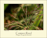 Common Reed (Tagrr / Phragmites australis)