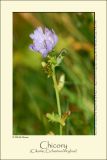 Chicory (Cikorie / Cichorium intybus)