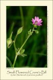 Small-Flowered Cranes Bill (Liden Storkenb / Geranium pusillum)