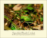 Speckled Bush Cricket (Krumknivgrshoppe / Leptophyes punctatissima)