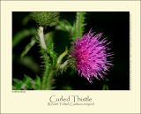 Curled Thistle (Kruset Tidsel / Carduus crispus)