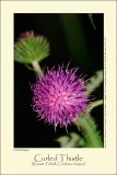 Curled Thistle (Kruset Tidsel / Carduus crispus)