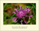 Greater Knapweed (Stor Knopurt / Centaurea scabiosa)