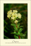 Orpine (Alm. Sankhansurt / Sedum telephium ssp. maximum)