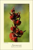 Arrowroot (Kanna / Canna edulis)