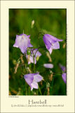 Harebell (Liden Klokke / Campanula rotundifolia)