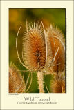 Wild teasel (Gærde-Kartebolle / Dipsacus fullonum)