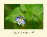 Green Field-speedwell (Flerfarvet Ærenpris / Veronica agrestis)