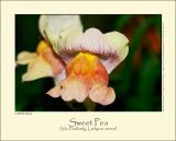 Sweet Pea (Vr-Fladblg / Lathyrus vernus)