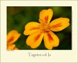 Tagetes vol. Ia
