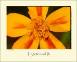 Tagetes vol. Ib