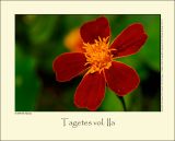 Tagetes vol. IIa